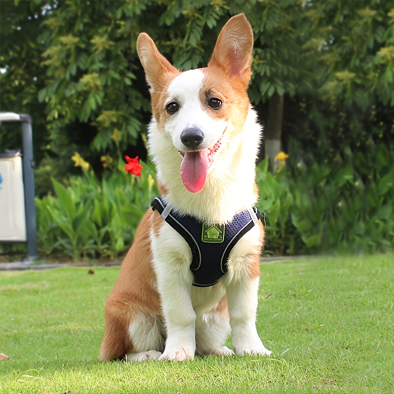 ชุดสายรัดและสายจูงสัตว์เลี้ยงส - No Pull Dog Harness บทวิจารณ์และราคา