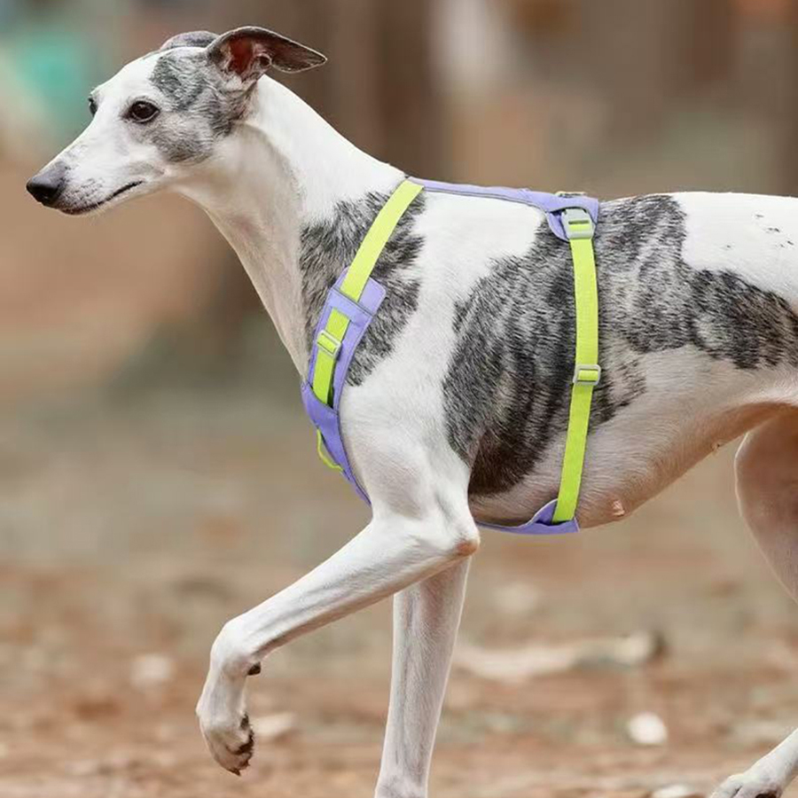สายรัดอกสุนัขแบบใหม่ น้ำหนักเบ - No Pull Dog Harness บทวิจารณ์และราคา